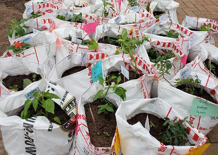 Garden plants in bags