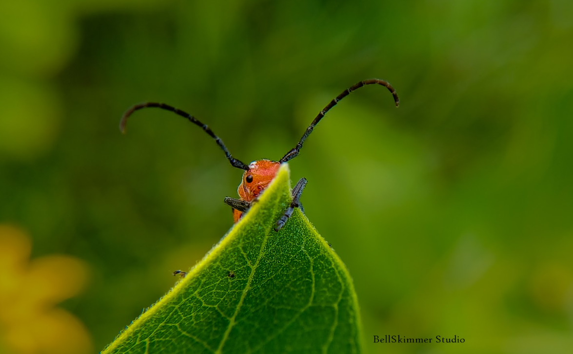 A red beetle peeks out from behind a green leaf. The background of the image is blurry green leaves. The beetle has two long black antennae that gracefully sweep over the top of the leaf. This bug could be described as adorable.