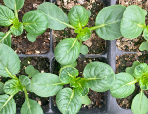 Top-down closeup image of green, leafy plants growing in small seed trays.