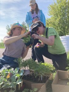 Examining leaves on plant.