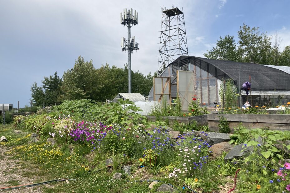 View of a high tunnel and flower bed at the farm. The sky is blue and everything is in full bloom!