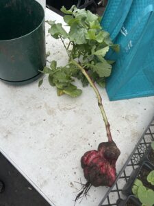 Enormous radish lying on table. The radish itself is about two fists in size and the stem is over a foot long.