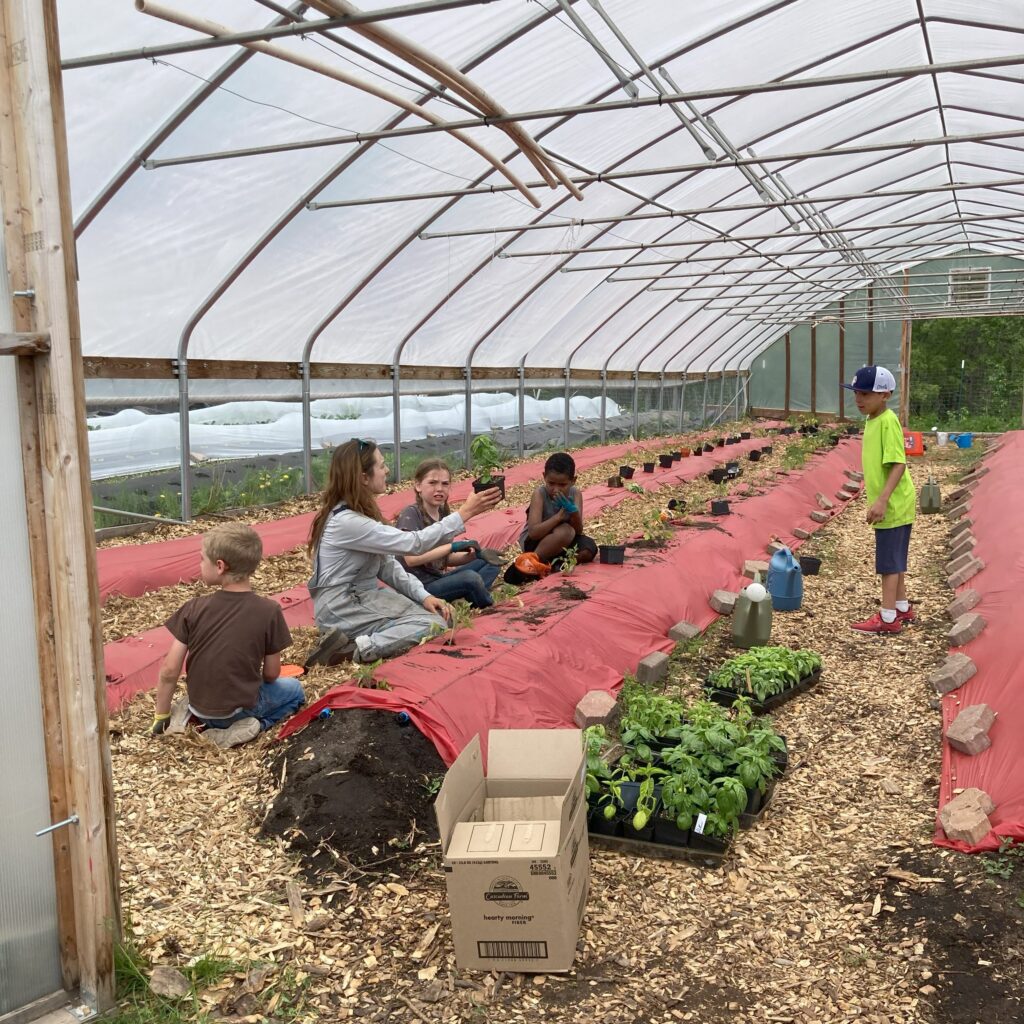 Farm worker shows kids how to plant basil in the high tunnel.