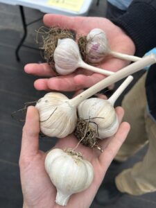 Two hands holding five bulbs of garlic.
