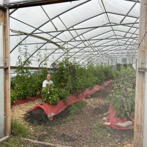 Farm staff smiles at the camera and sits in high tunnel surrounded by tall, healthy tomato and basil plants.