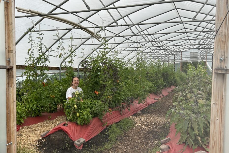 Farm staff smiles at the camera and sits in high tunnel surrounded by tall, healthy tomato and basil plants.