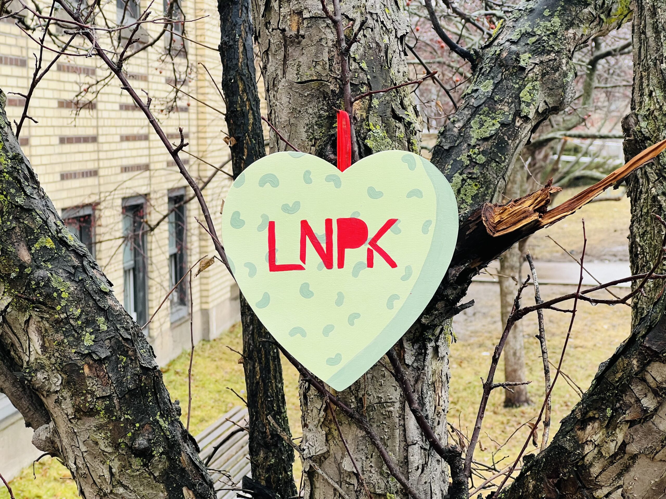 Light green heart with pink texture and "LNPK" in red hangs on a tree outside a brick building.