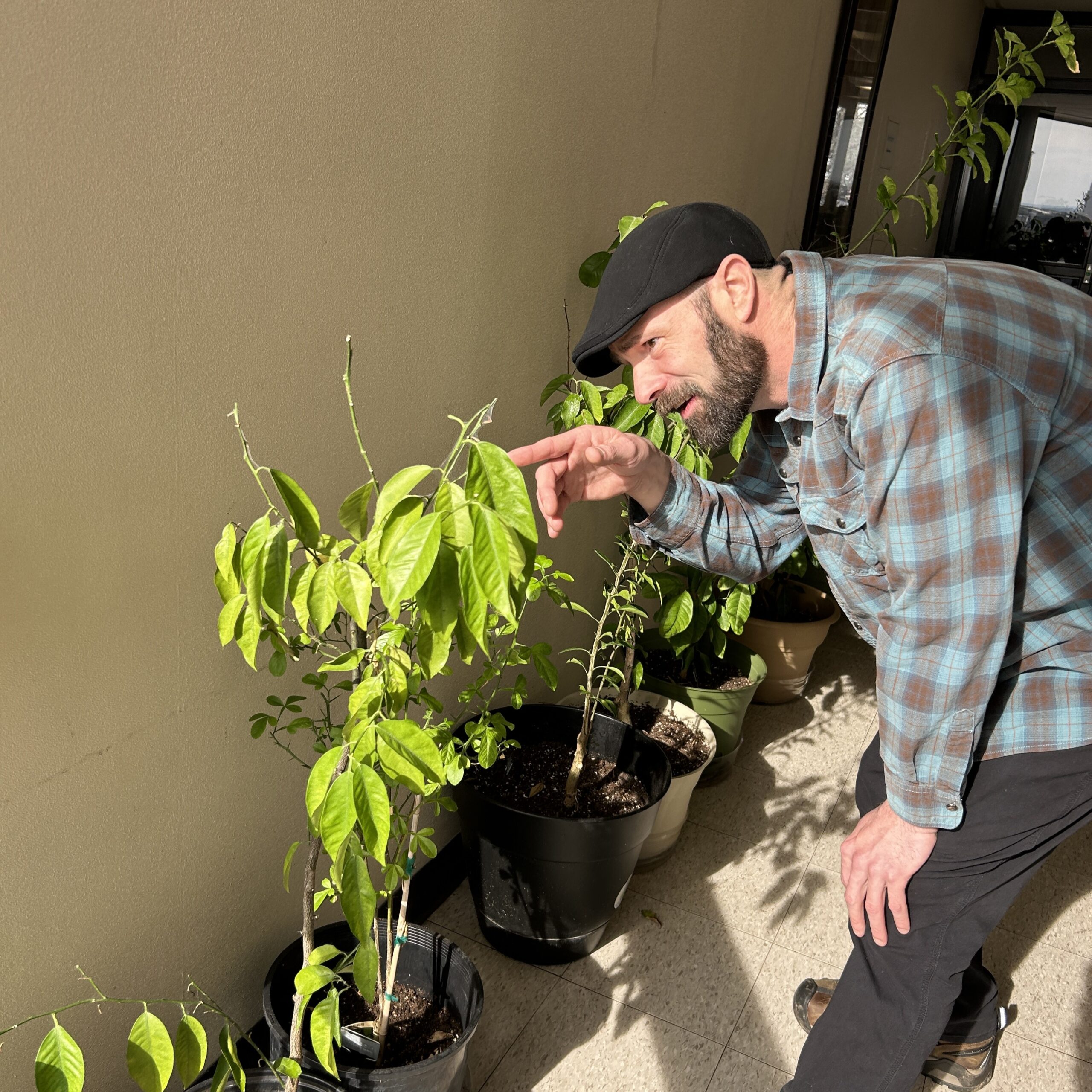 Person thoughtfully inspects a potted plant