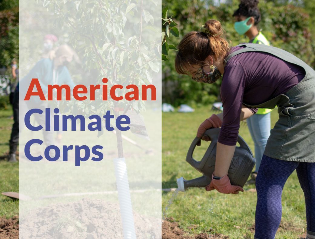 Photo of person watering a tree sapling. White vertical banner over left side with text overlay in red and blue reading "American Climate Corps"