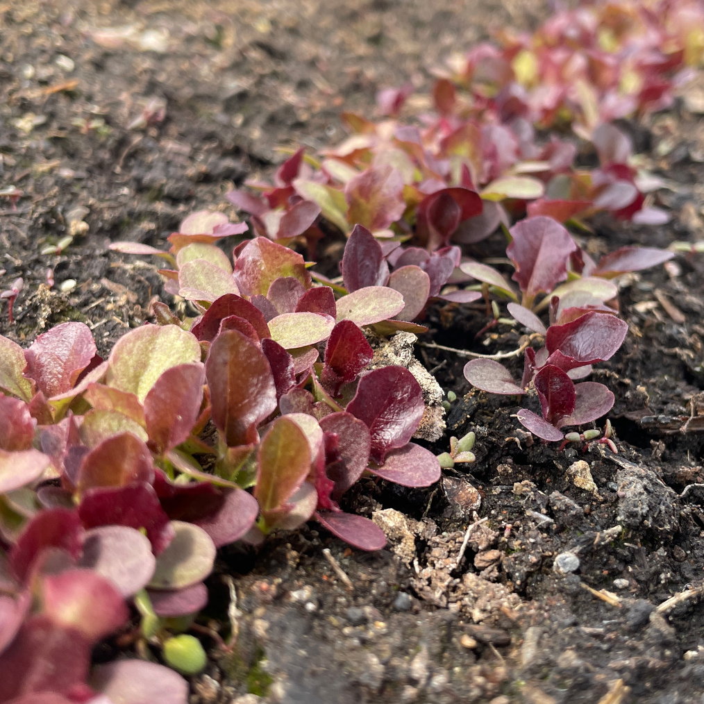 Baby greens