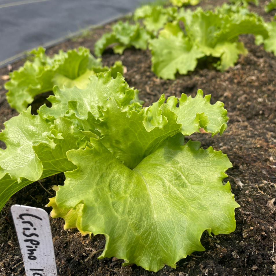 Lettuce