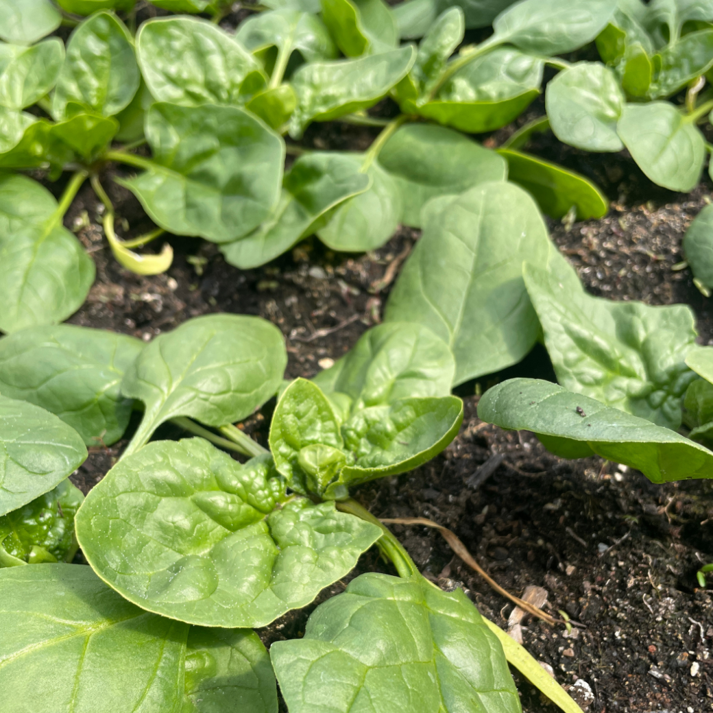 Spinach