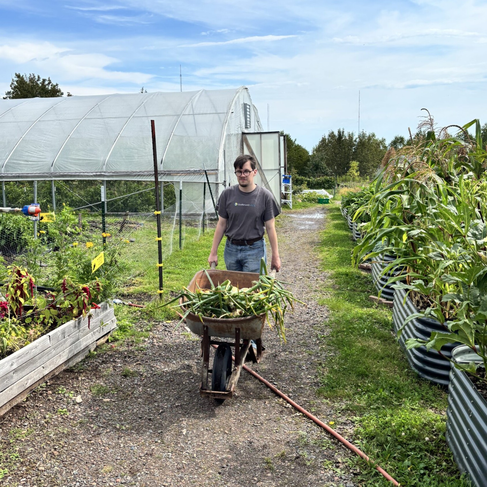 Volunteer helps at farm