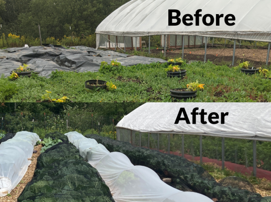 Two stacked images. Top text says "Before," over an image of the growing area between the high tunnels with green grass and scattered plants in pots. Bottom text says, "After," over an image of the same area during summer growing; cabbage, kale, and collard greens organized into neat rows and covered in protective cloth.