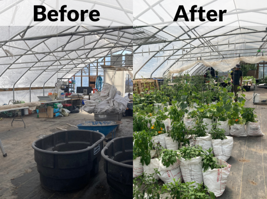 Two side by side images, the inside of the high tunnel with text on top. Left text says "Before," over an image of the high tunnel with no plants, mid-winter, filled with old equipment. Right text says, "After," over an image of the high tunnel in summer growing, filled with healthy green plants neatly lined up in rows.