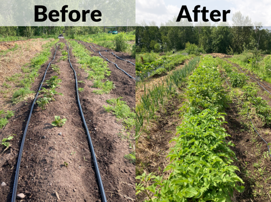 Two side by side images. Left text says "Before," over an image of the field with drip irrigation lines on exposed soil. Right text says, "After," over an image of the same area, bursting with healthy potato and onion plants.